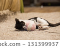 Playful kitten playing wand with pink fluffy ball at home. Young cat portrait 131399937