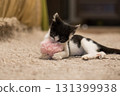 Pretty kitten playing wand with pink fluffy ball at home. Young cat portrait 131399938