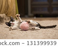 Funny kitten playing wand with pink fluffy ball at home. Young cat portrait 131399939