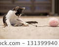 Portrait of kitten playing wand with pink fluffy ball at home. Young cat 131399940
