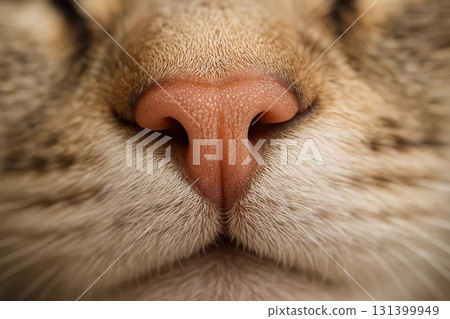 Closeup of Cat Face for Pet and Animal Photography 131399949