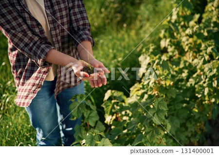 Top of the plants, growing process. Young woman is on the beautiful agricultural field at daytime Top of the plants, growing process. Young woman is on the beautiful agricultural field at daytime 131400001