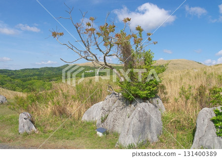 秋吉台石灰岩裂縫中生長的蠟樹 131400389