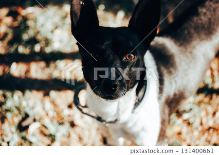 A charming black and white small dog gazes up with endearing brown eyes in an outdoor portrait. A doggy, gazing up with bright, expressive eyes. 131400661