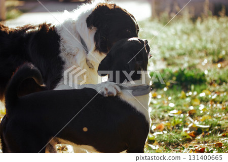 Two dogs share an affectionate moment, showcasing their playful bond on a sunny day in the yard. They are interacting affectionately, possibly kissing 131400665