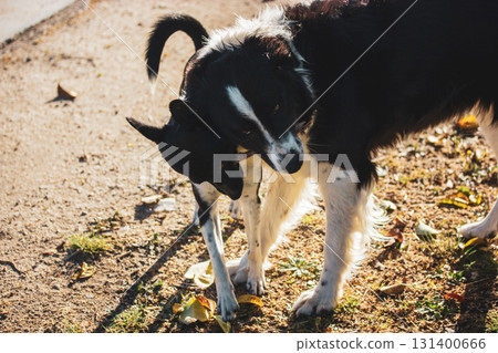 Two dogs share an affectionate moment, showcasing their playful bond on a sunny day in the yard. Interacting affectionately, sharing the stick. 131400666