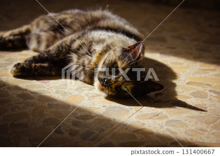 A tabby cat enjoys the warmth of the sun relaxing on the stone floor Three-colored tortoiseshell cat lounges on sunlit floor, basking in a warm light. 131400667