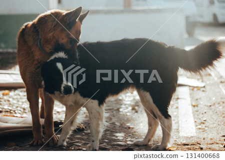 Two dogs of different breeds playing with each other in a heartwarming moment. Border Collie and Shepherd Dog on a street. 131400668