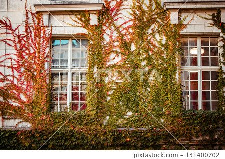 An old building facade adorned with vibrant red ivy in the autumn season creating a striking visual. Close-up view of vintage apartment house facade covered in vibrant red ivy during the autumn season 131400702