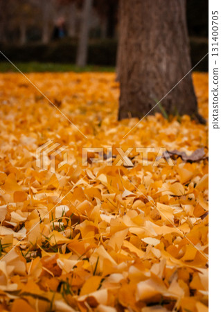 Golden ginkgo leaves cover the ground in a beautiful autumn scene. A tree trunk in the background. Autumnal parkland Golden ginkgo leaves cover the ground in a beautiful autumn scene. A tree trunk in the background. Autumnal parkland 131400705