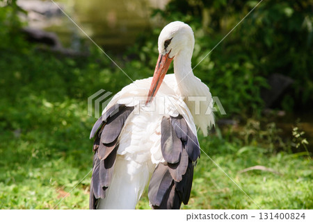Stork cleaning its feather thoroughly near big lake during hunting on frogs, snakes and mosquitoes 131400824