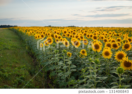 Edge of big blooming sunflower field in the evening Edge of big blooming sunflower field in the evening 131400843