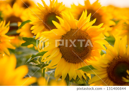 Close up picture of bright yellow sunflower surrounded by countless other sunflowers in endless field in the countryside Close up picture of bright yellow sunflower surrounded by countless other sunflowers in endless field in the countryside 131400844