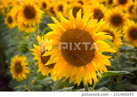 Close up picture of big golden sunflower against other plants in the field in the evening Close up picture of big golden sunflower against other plants in the field in the evening 131400845