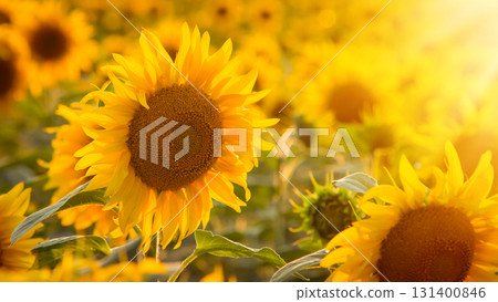Close up picture of blooming sunflower against setting sun. Sunflower natural background Close up picture of blooming sunflower against setting sun. Sunflower natural background 131400846