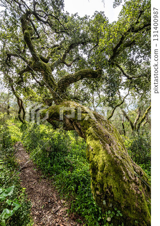 Ancient oak forest of Bussaco, in Luso, Aveiro in Portugal. Trail between trees. Stairs in forest. Forest footpath. 131400987