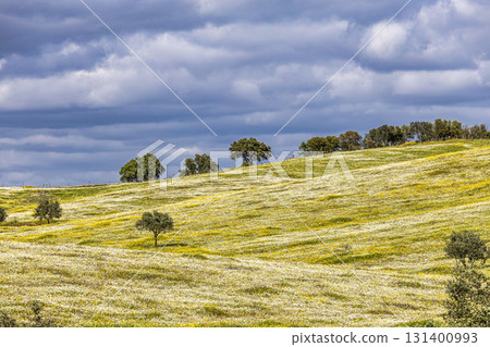 Beautiful landscape with wildflower meadows in Parque Natural do Vale do Guadiana, near Mertola, Portugal, Alentejo Beautiful landscape with wildflower meadows in Parque Natural do Vale do Guadiana, near Mertola, Portugal, Alentejo 131400993
