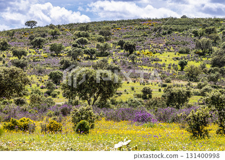 Beautiful landscape with wildflower meadows in Parque Natural do Vale do Guadiana, near Mertola, Portugal, Alentejo Beautiful landscape with wildflower meadows in Parque Natural do Vale do Guadiana, near Mertola, Portugal, Alentejo 131400998
