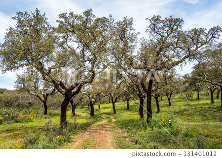 Cork Oak forest at Hortas de Baixo near Arronches, Alentejo, Portugal. 131401011