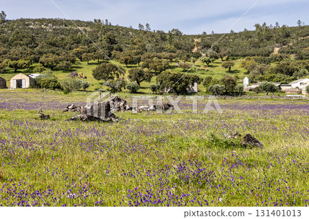 A typical Alentejo landscape located in Portugal. Rural Alentejo landscape in Arronches, Portalegre. A typical Alentejo landscape located in Portugal. Rural Alentejo landscape in Arronches, Portalegre. 131401013