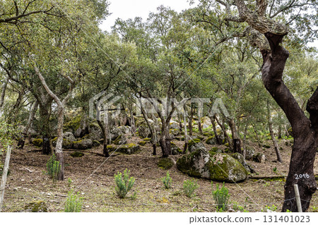 Hiking a walking route at Portalegre, Portugal. Percurso Pedestre de Galegos 131401023