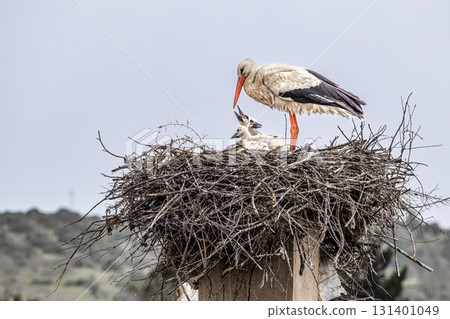 White Storks, Ciconia ciconia at Odiaxere in the Algarve region, District Faro, Portugal. 131401049
