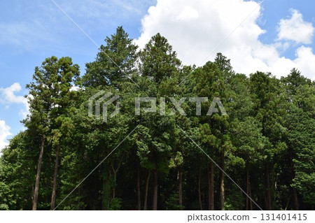 雪松樹針葉林 131401415