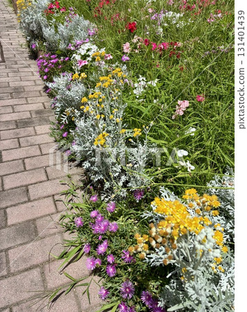 A cobblestone path with small flowers blooming A cobblestone path with small flowers blooming 131401439