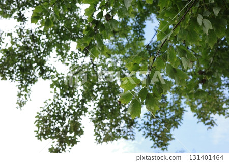 Trident maple leaves shining in the morning sun. 131401464