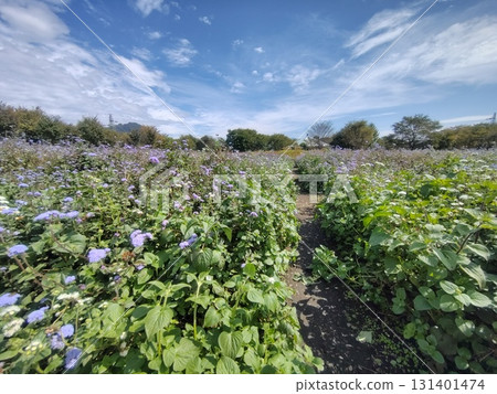 中之城庭園螺旋場 中之城庭園螺旋場 131401474