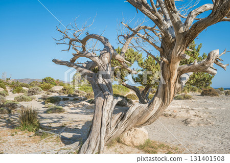 Ancient Dry Tree with Twisted Trunk in Greek Landscape - Textured Nature and Mountain Background Ancient Dry Tree with Twisted Trunk in Greek Landscape - Textured Nature and Mountain Background 131401508