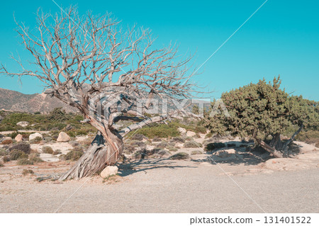 Textured Old Tree in Rural Greece - Dry Wood and Natural Mediterranean Scenery 131401522