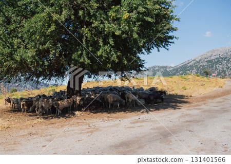 Flock of sheep resting together in the shade of a tree. 131401566