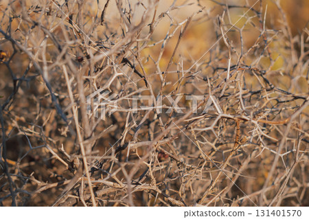 Tumbleweed plant Salsola kali in mountainous area of Cretan flora 131401570
