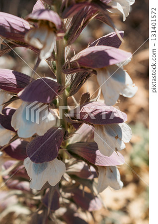 Acanthus flower in warm Mediterranean climate, nectar source for butterflies, plant Bears breeches 131401572