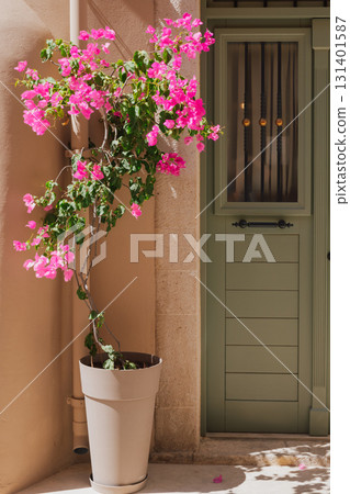 Cozy entrance area, luxurious bougainvillea in a flower pot near the olive colored front door, Mediterranean style of the old town of Rethymno 131401587