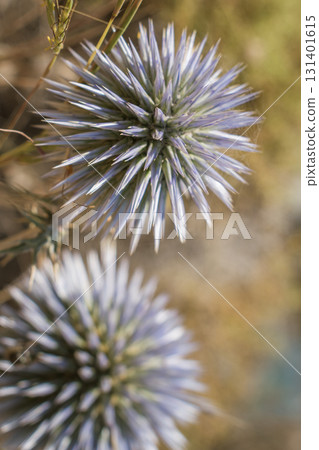 Echinops flower, Asteraceae in the arid flora of Crete. Globe thistles produce spherical heads 131401615