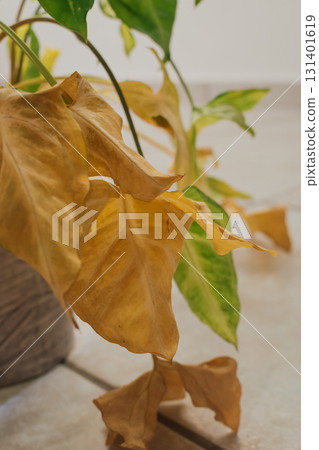 Arrowhead vine houseplant with yellow and green leaves starting to dry from lack of watering 131401619