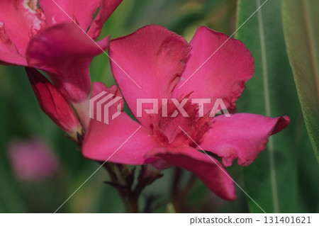 Pink Oleander flower close-up, a symbol of Mediterranean flora Pink Oleander flower close-up, a symbol of Mediterranean flora 131401621