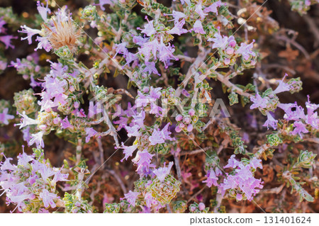 Natural floral background, thyme close-up, creeping thyme in the Crete mountains, useful Greek herb Natural floral background, thyme close-up, creeping thyme in the Crete mountains, useful Greek herb 131401624