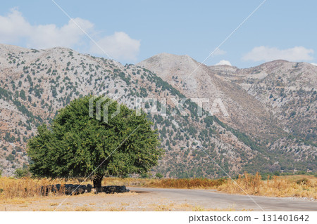 Greek traditional village Omalos in Crete mountains with flock of sheep under tree shade. 131401642