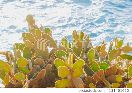 Indian fig opuntia cactus on a rocky cliff with blue sea in the background in the arid Mediterranean climate 131401650
