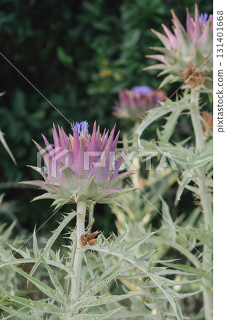 Perennial artichoke plant in bloom resembling thistle. Edible and medicinal plant Perennial artichoke plant in bloom resembling thistle. Edible and medicinal plant 131401668
