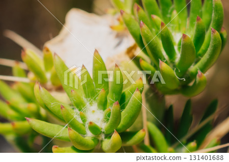 Young shoots of Austrocylindropuntia cactus at the cut site, close-up 131401688
