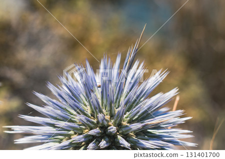 Echinops flower, Asteraceae in the arid flora of Crete. Globe thistles produce spherical heads Echinops flower, Asteraceae in the arid flora of Crete. Globe thistles produce spherical heads 131401700