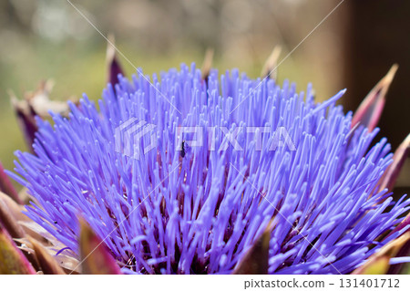 Artichoke in full bloom on a sunny day in Crete, Greece 131401712
