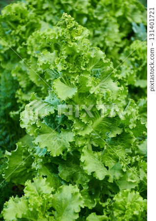 Fresh Green Leaf Lettuce Growing in a Garden 131401721