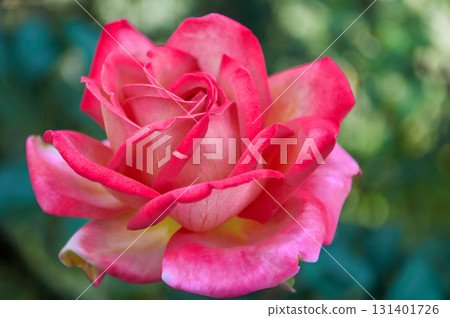 Pink rose close-up in summer in the garden. Beautiful floral background. Valentine's day and holidays. Love and tenderness Pink rose close-up in summer in the garden. Beautiful floral background. Valentine's day and holidays. Love and tenderness 131401726
