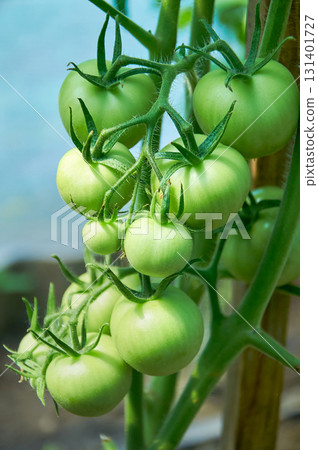 Green Tomatoes on Vine in Garden Setting Green Tomatoes on Vine in Garden Setting 131401727