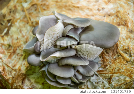 Cluster of Grey Oyster Mushrooms 131401729